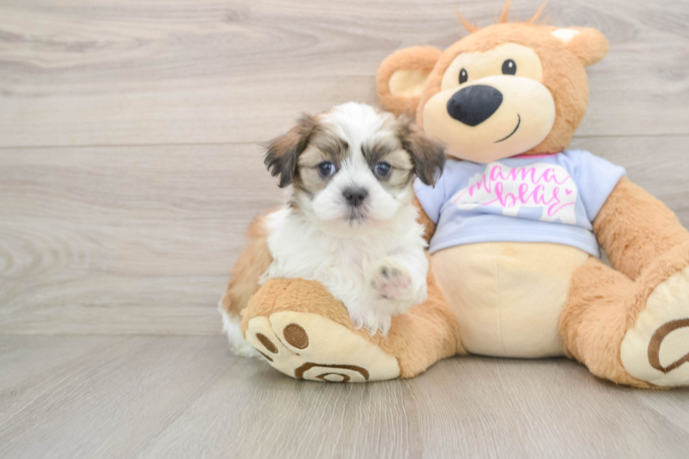 Little Shit Designer Puppy