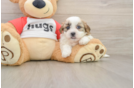 Happy Teddy Bear Baby