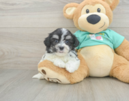 8 week old Teddy Bear Puppy For Sale - Fairfield Furbabies