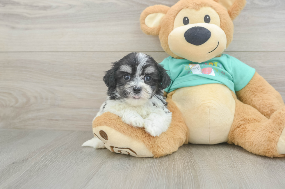 8 week old Teddy Bear Puppy For Sale - Fairfield Furbabies
