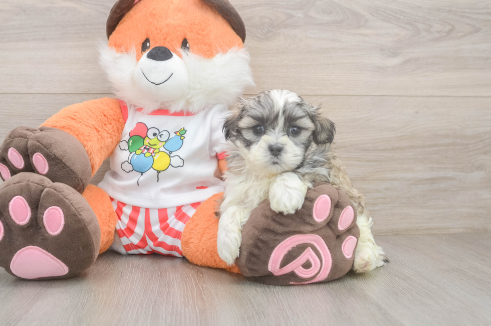 7 week old Teddy Bear Puppy For Sale - Fairfield Furbabies