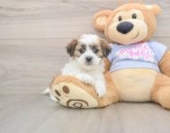 7 week old Teddy Bear Puppy For Sale - Fairfield Furbabies