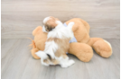 Smart Teddy Bear Designer Pup