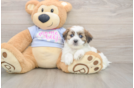 Cute Teddy Bear Baby