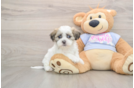 Funny Teddy Bear Designer Pup