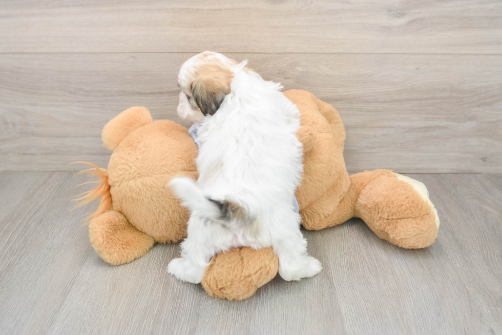 Cute Teddy Bear Baby