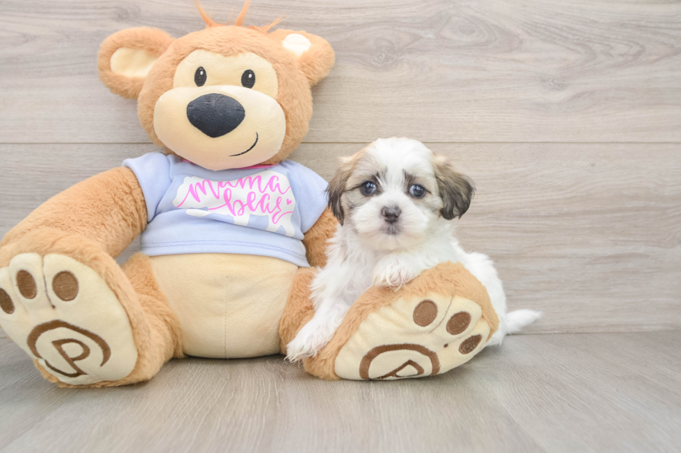 Teddy Bear Pup Being Cute