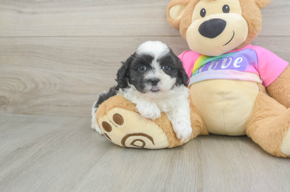 6 week old Teddy Bear Puppy For Sale - Fairfield Furbabies