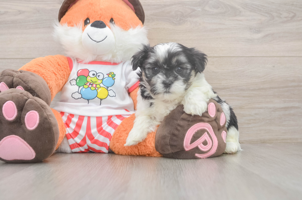 7 week old Teddy Bear Puppy For Sale - Fairfield Furbabies