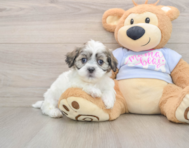 7 week old Teddy Bear Puppy For Sale - Fairfield Furbabies