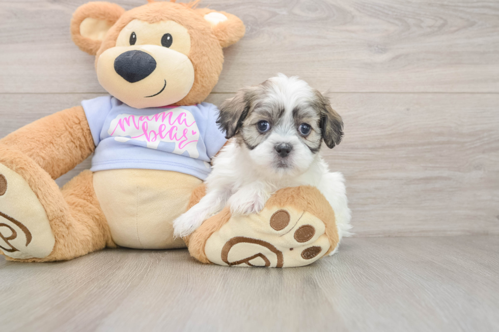 Teddy Bear Pup Being Cute