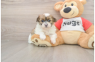 Playful Shit Designer Puppy