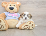 7 week old Teddy Bear Puppy For Sale - Fairfield Furbabies