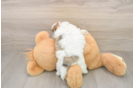 Happy Teddy Bear Baby