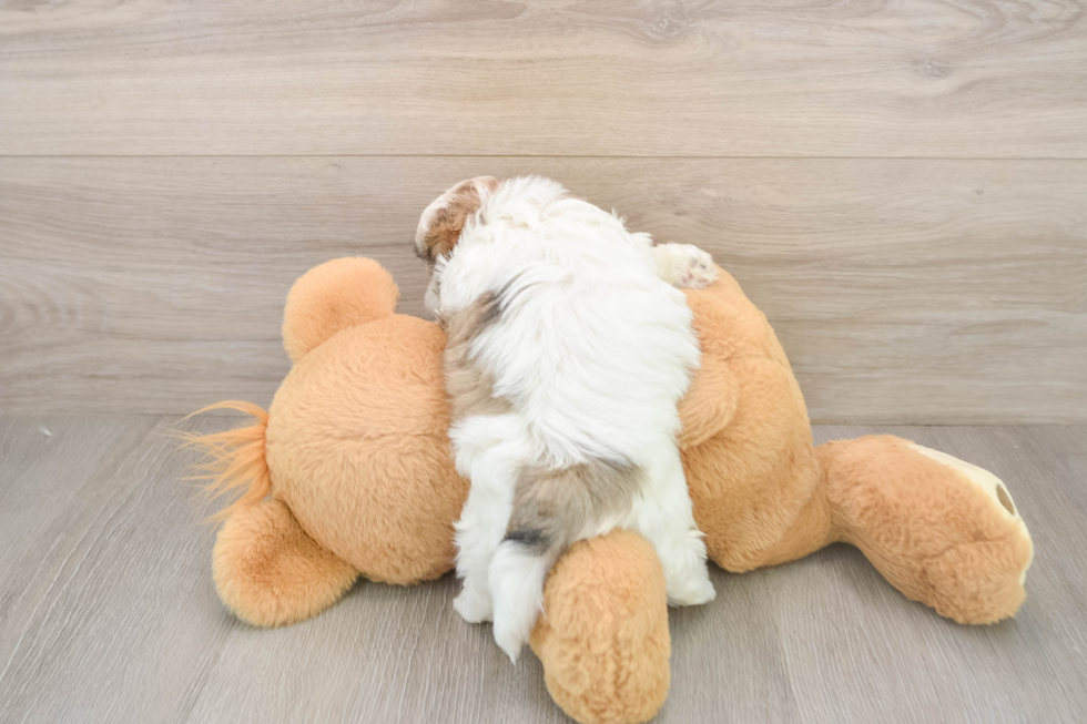 Happy Teddy Bear Baby