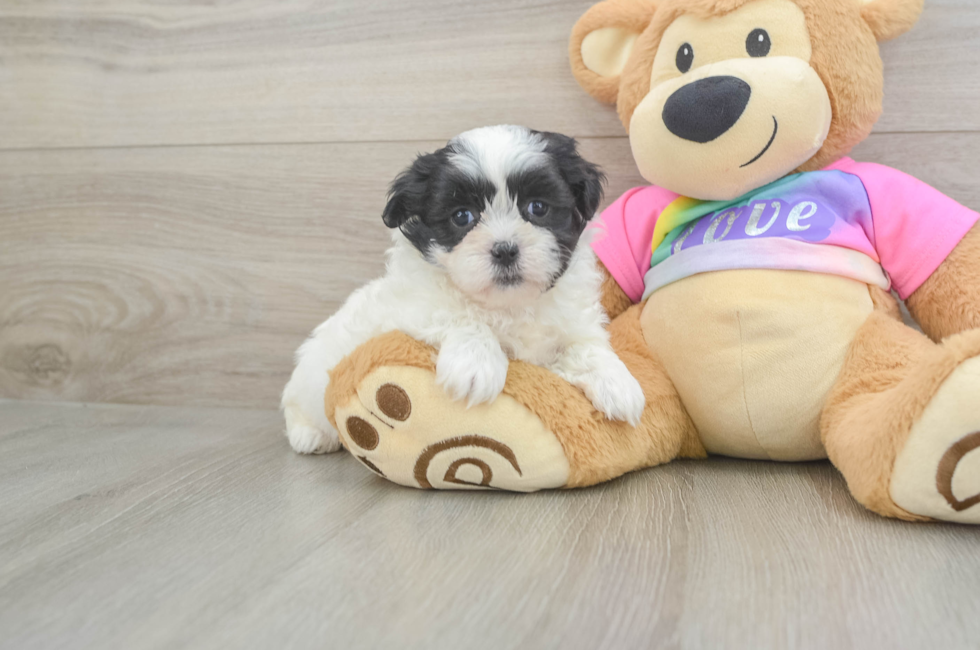 6 week old Teddy Bear Puppy For Sale - Fairfield Furbabies
