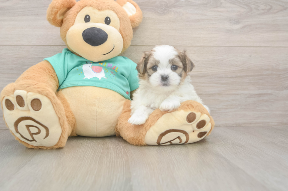 6 week old Teddy Bear Puppy For Sale - Fairfield Furbabies