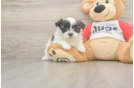 Teddy Bear Pup Being Cute