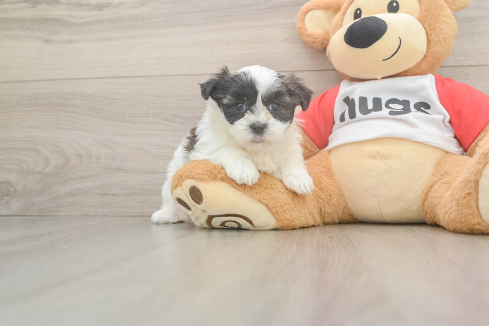 Teddy Bear Pup Being Cute