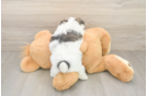 Best Teddy Bear Baby