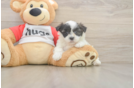 Teddy Bear Puppy for Adoption