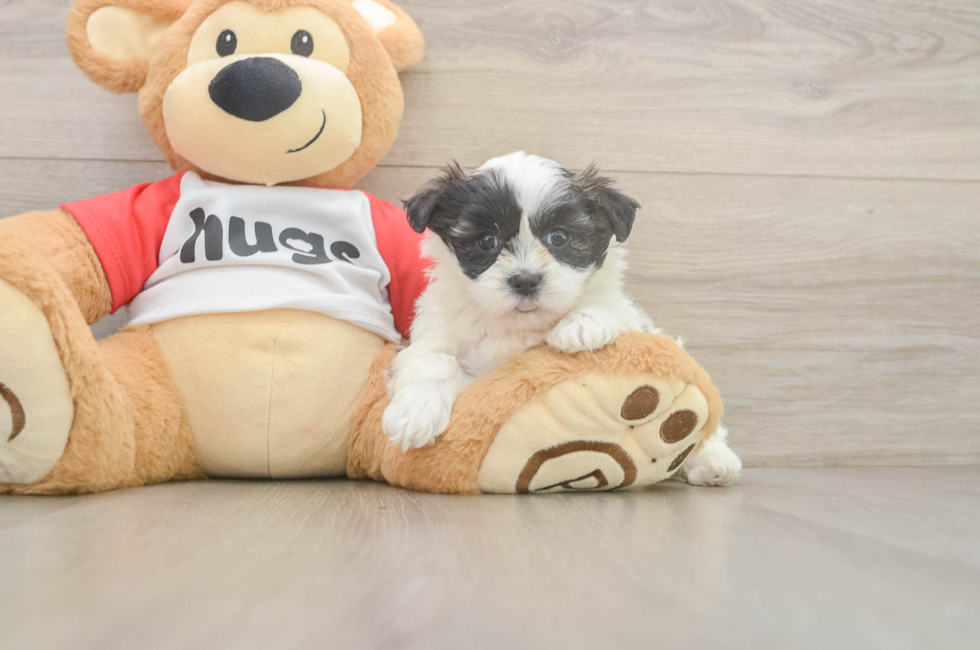 5 week old Teddy Bear Puppy For Sale - Fairfield Furbabies