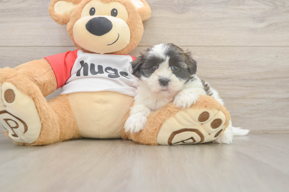 5 week old Teddy Bear Puppy For Sale - Fairfield Furbabies