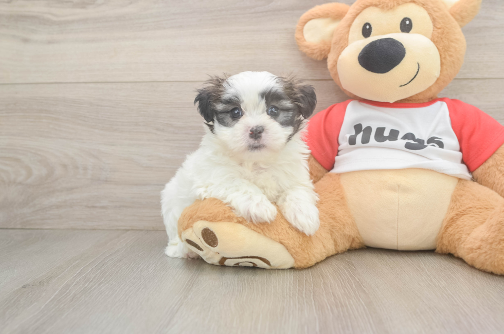 5 week old Teddy Bear Puppy For Sale - Fairfield Furbabies
