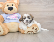 7 week old Teddy Bear Puppy For Sale - Fairfield Furbabies