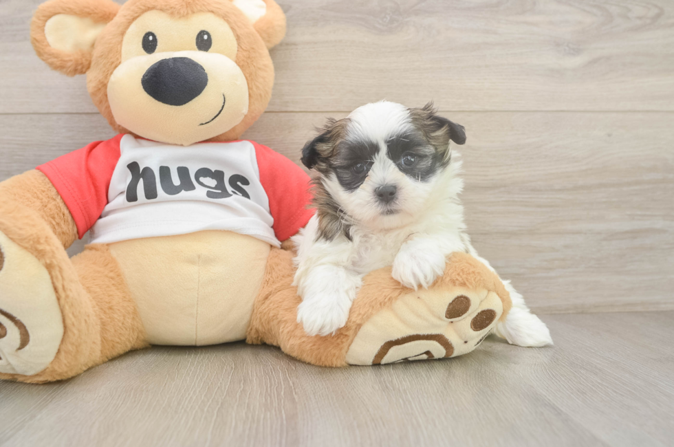 5 week old Teddy Bear Puppy For Sale - Fairfield Furbabies