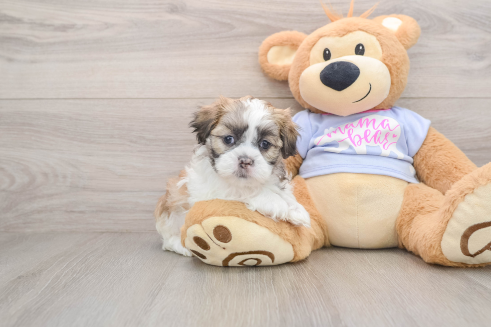 Teddy Bear Pup Being Cute