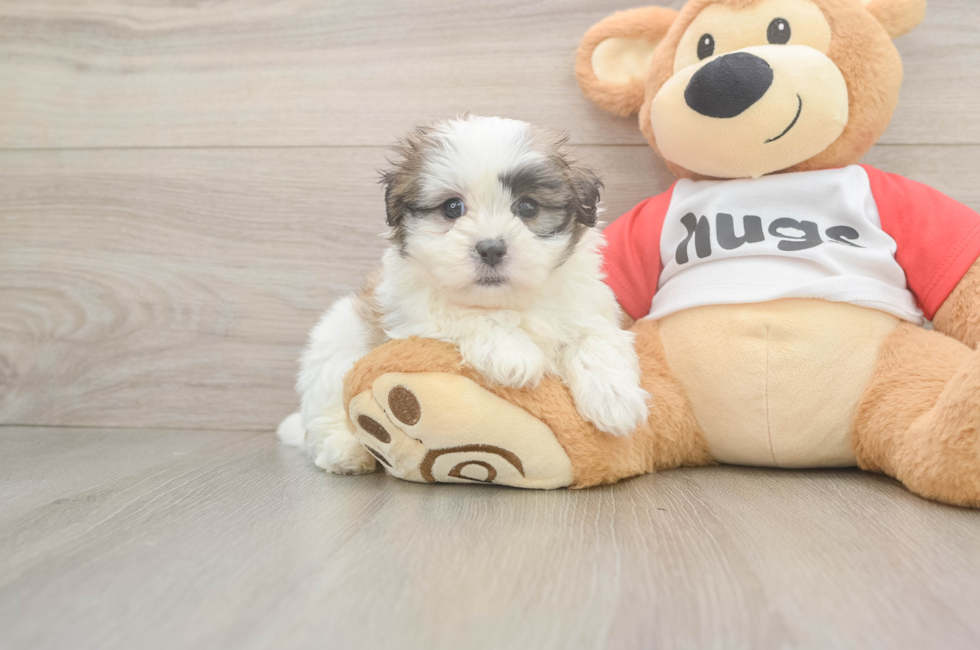 5 week old Teddy Bear Puppy For Sale - Fairfield Furbabies