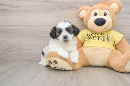 Teddy Bear Puppy for Adoption