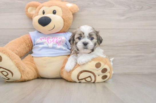 Teddy Bear Pup Being Cute