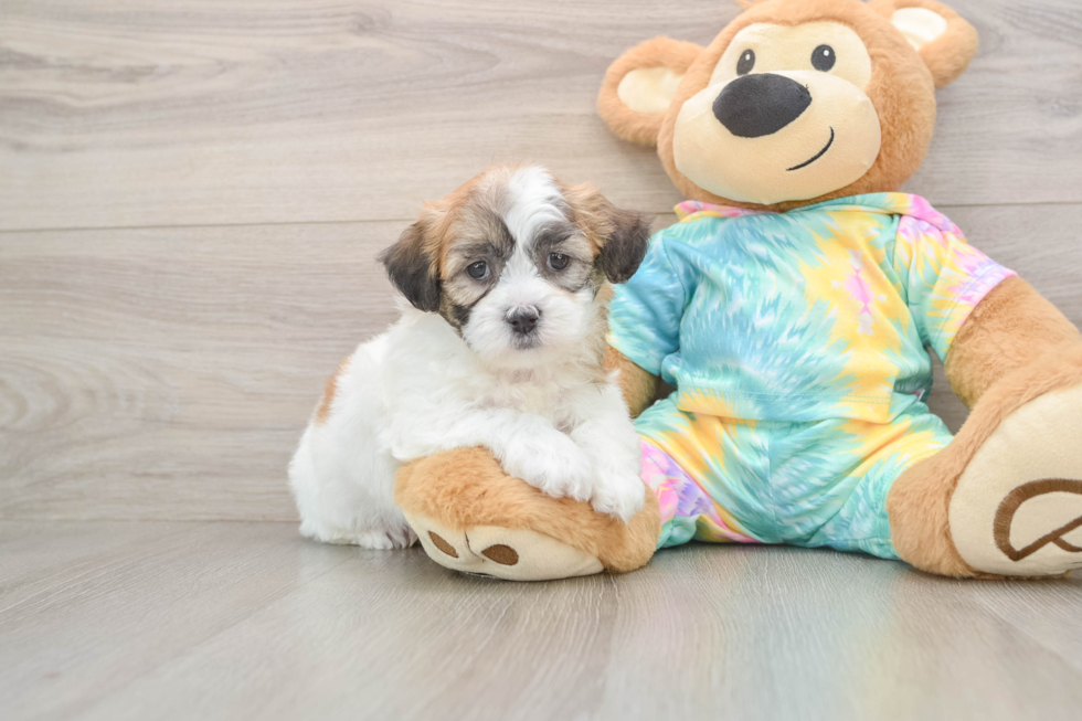 Teddy Bear Pup Being Cute