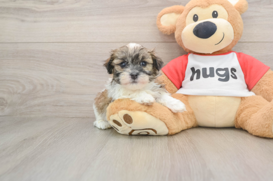 WATSON, a Teddy Bear littermate