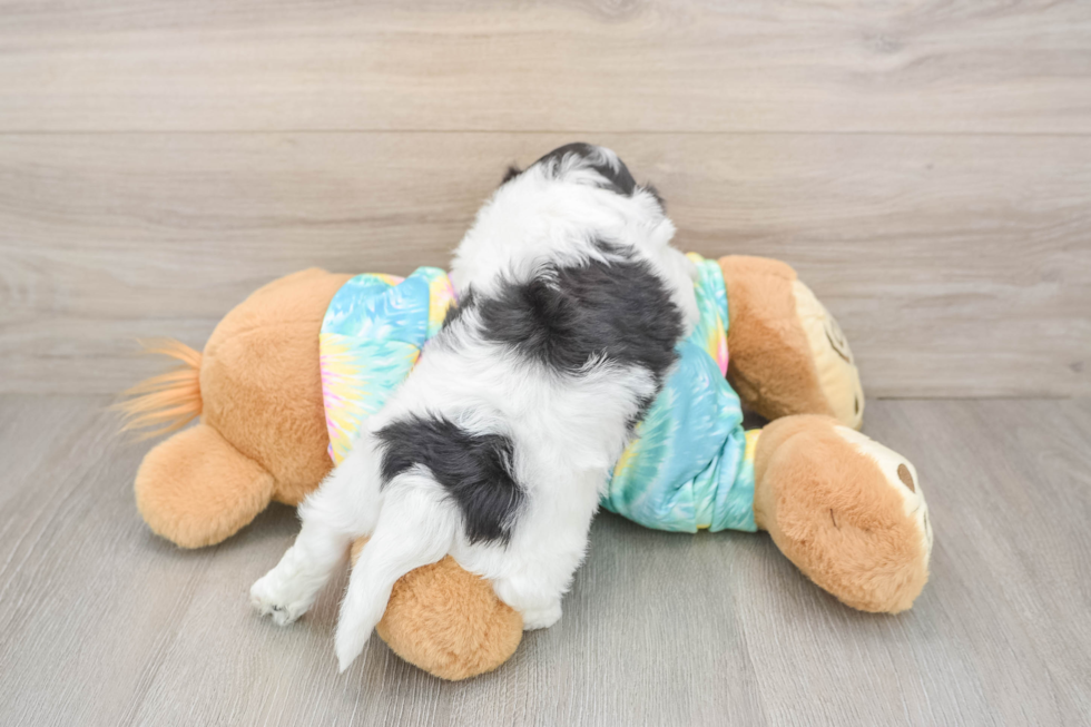 Teddy Bear Pup Being Cute