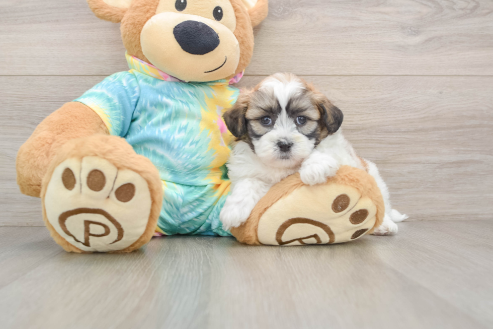 Teddy Bear Puppy for Adoption