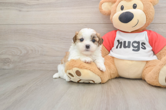 WESLEY, a Teddy Bear littermate