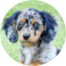 Mini Doxiedoodle Puppies For Sale - Fairfield Furbabies Mini Doxiedoodle Puppies For Sale - Fairfield Furbabies