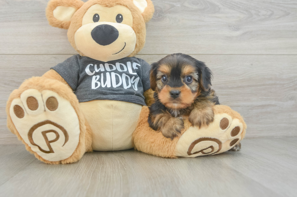 8 week old Yorkie Chon Puppy For Sale - Fairfield Furbabies