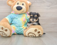 10 week old Yorkie Chon Puppy For Sale - Fairfield Furbabies