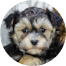 Yorkie Chon Puppies For Sale - Fairfield Furbabies Yorkie Chon Puppies For Sale - Fairfield Furbabies