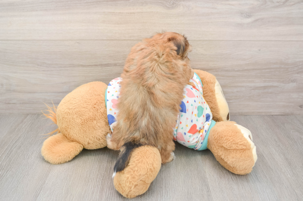 Friendly Yorkie Chon Baby