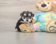 8 week old Yorkie Chon Puppy For Sale - Fairfield Furbabies