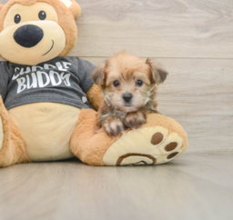 7 week old Yorkie Chon Puppy For Sale - Fairfield Furbabies