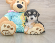 8 week old Yorkie Chon Puppy For Sale - Fairfield Furbabies