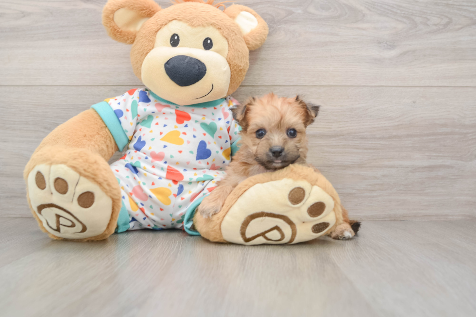 Best Yorkie Chon Baby