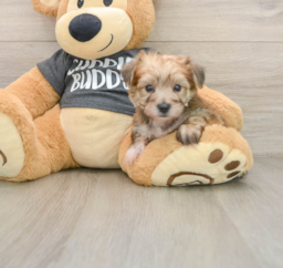 7 week old Yorkie Chon Puppy For Sale - Fairfield Furbabies