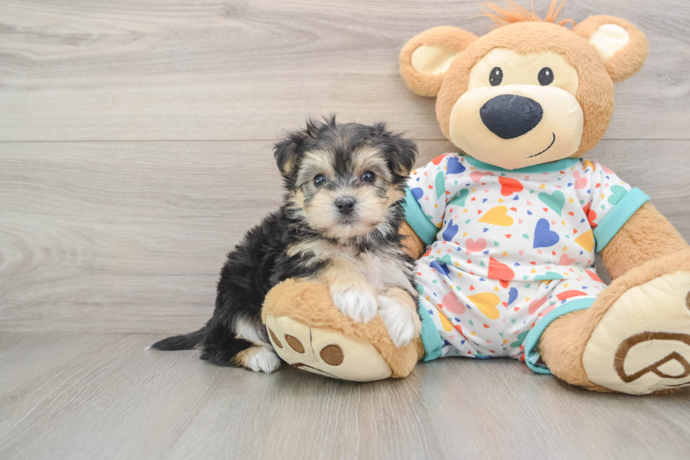 Yorkie Chon Pup Being Cute